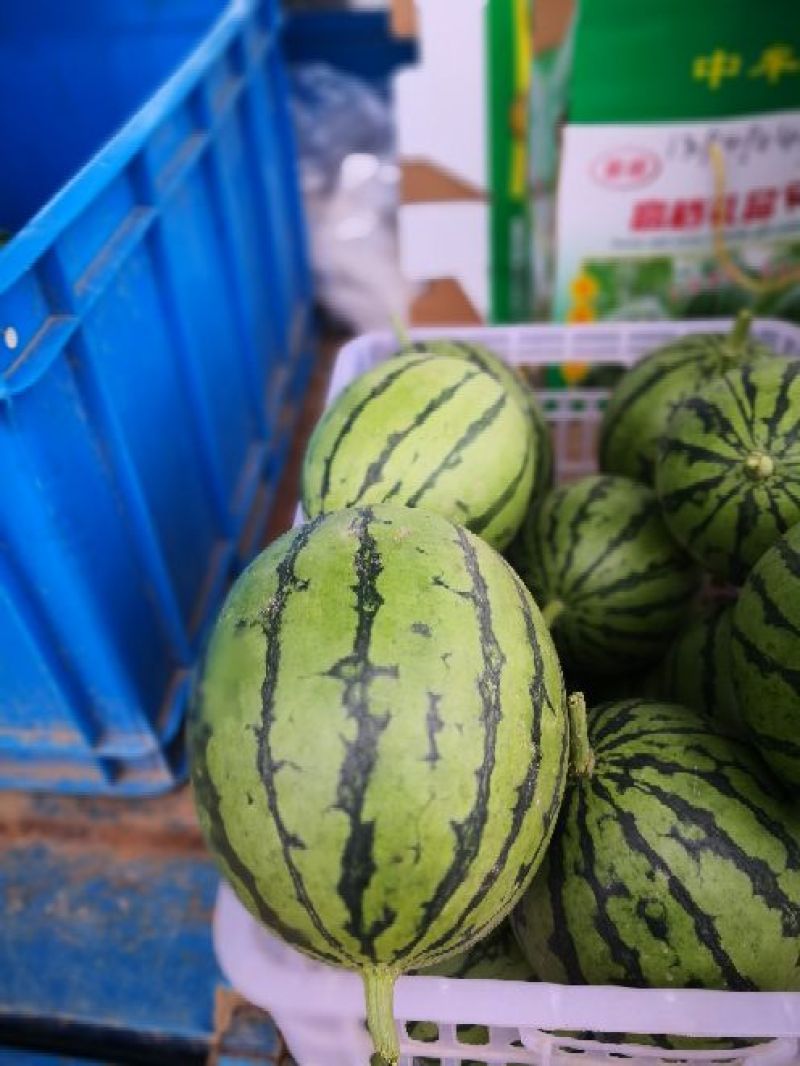2K西瓜西瓜美都西瓜大量供应
