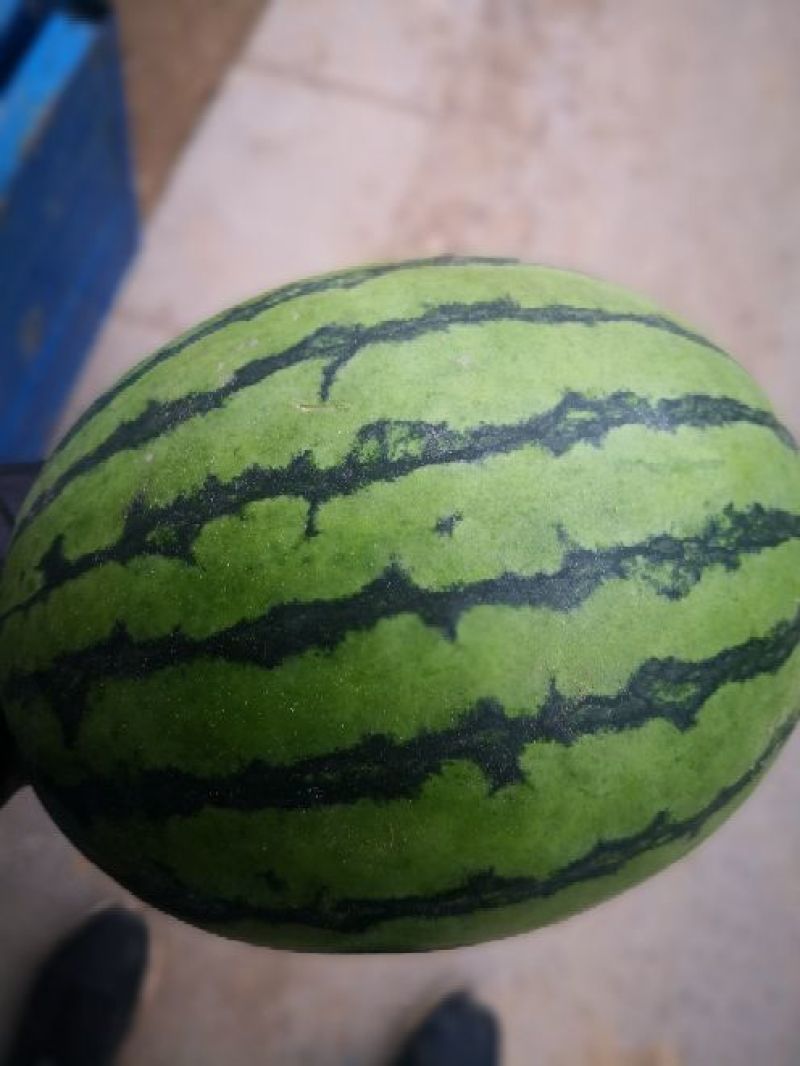 2K西瓜西瓜美都西瓜大量供应