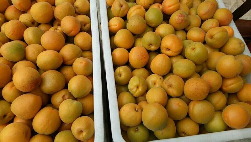 山东杏，精品杏大金太阳杏大量出售市场果，电商，商超，欢迎来电