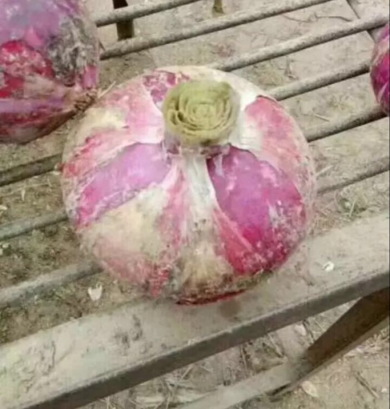 红皮洋葱