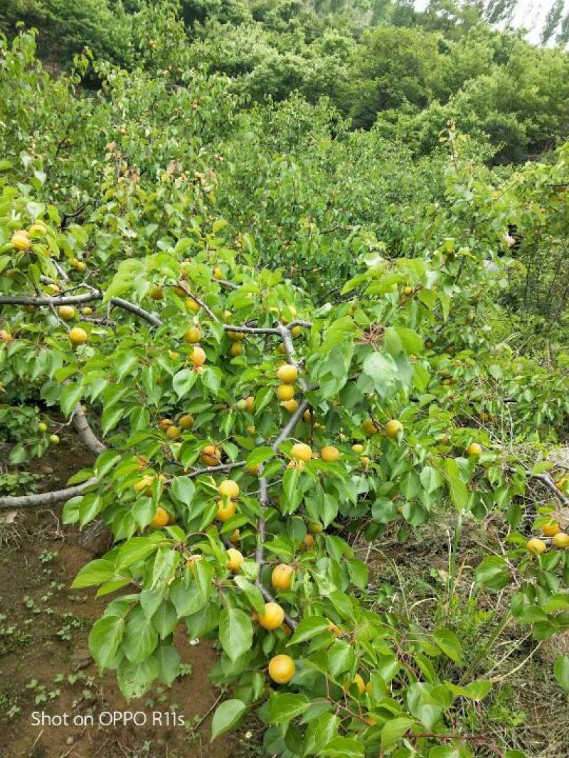 金太阳，红河包，太安杏，金星等等陆续大量