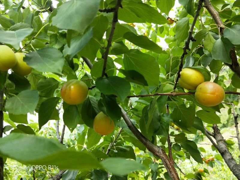 金太阳，红河包，太安杏，金星等等陆续大量