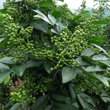 九叶青花椒新鲜花椒藤椒麻椒九叶青花椒
