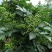 九叶青花椒新鲜花椒藤椒麻椒九叶青花椒