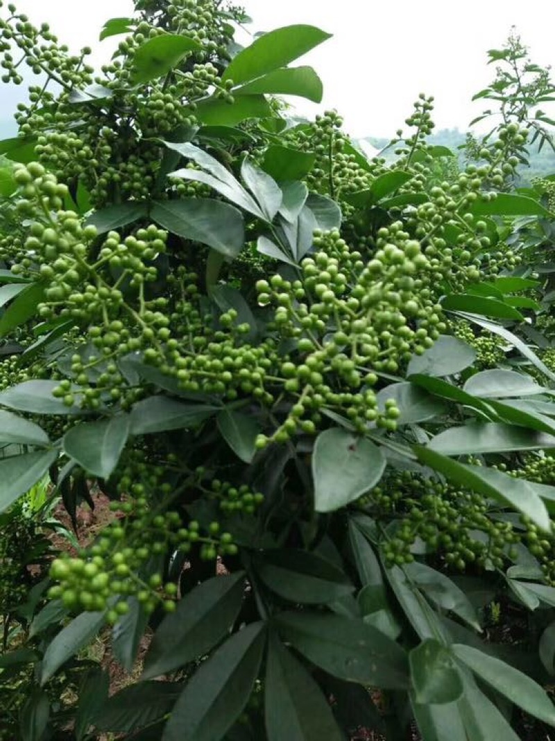 九叶青花椒新鲜花椒藤椒麻椒九叶青花椒