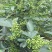 九叶青花椒新鲜花椒藤椒麻椒九叶青花椒