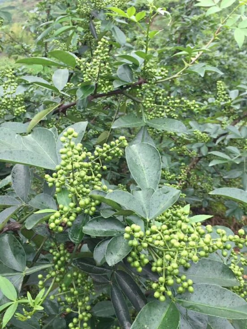 九叶青花椒新鲜花椒藤椒麻椒九叶青花椒