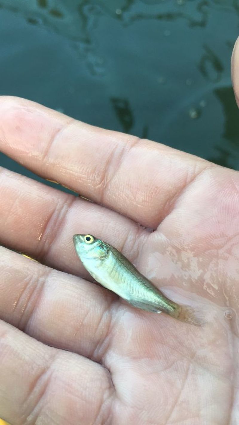 鲈鱼鱼苗宝石鲈鱼苗产值高