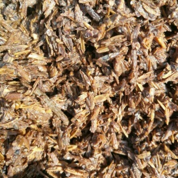 西岭源酒业，出售酒糟每天200吨，寻找长期