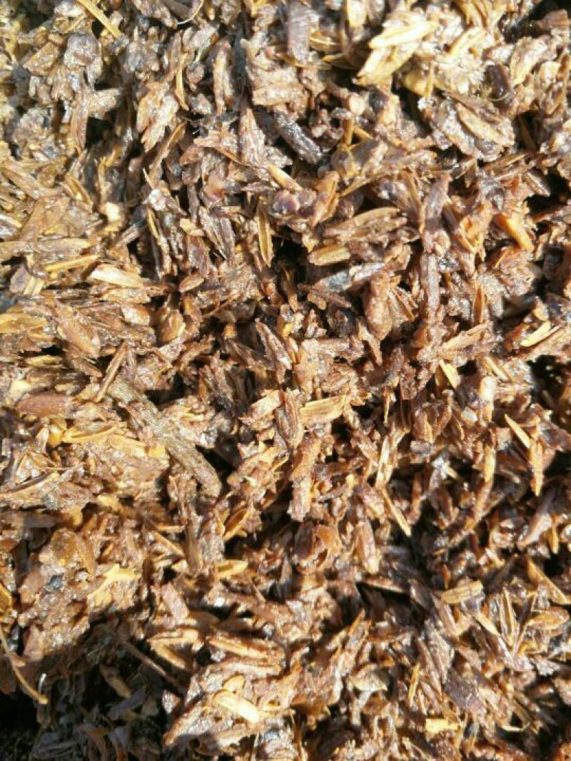 西岭源酒业，出售酒糟每天200吨，寻找长期