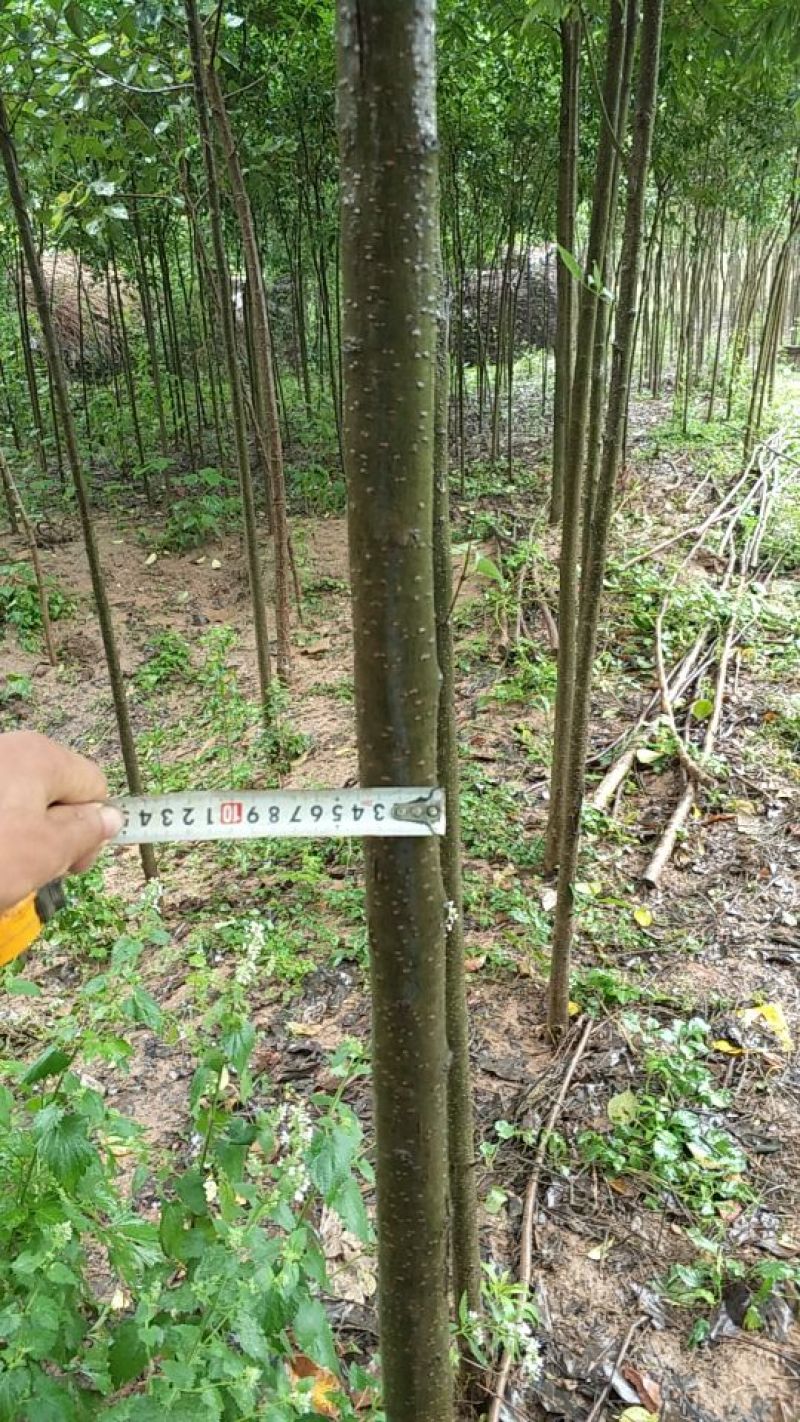 河南南阳方城拐河苗圃低价处理大叶女贞价格好说