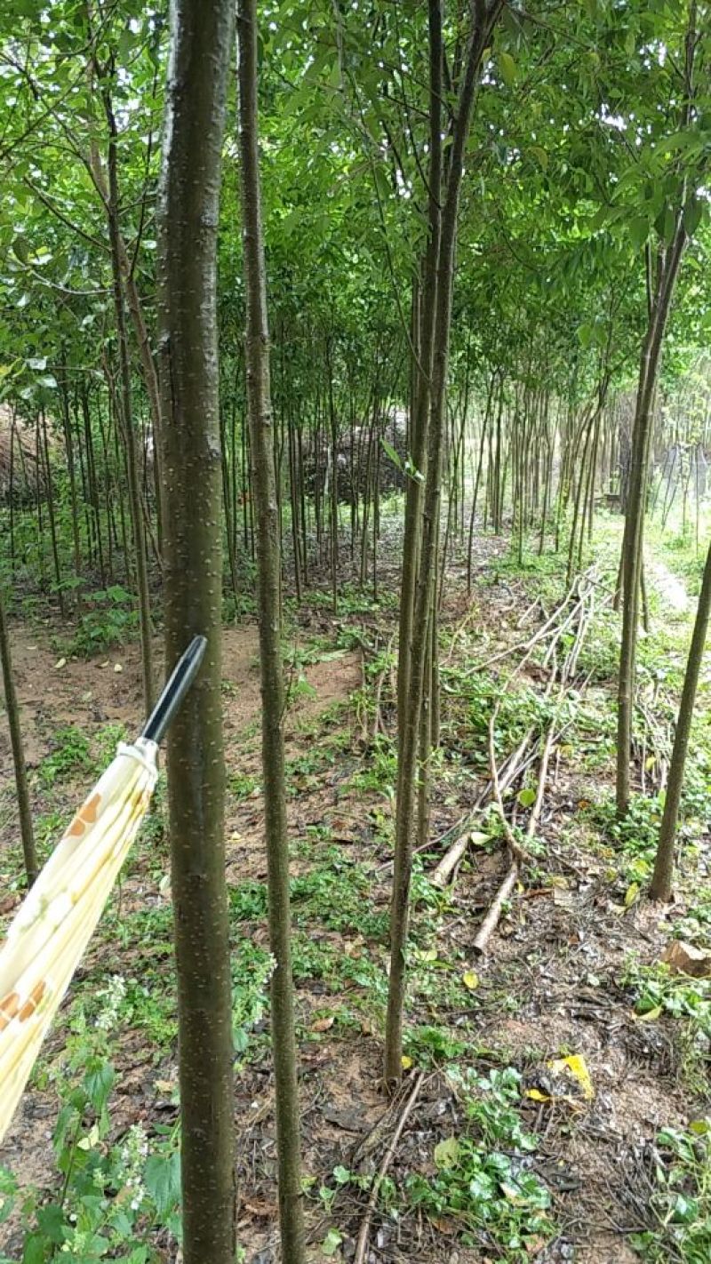河南南阳方城拐河苗圃低价处理大叶女贞价格好说