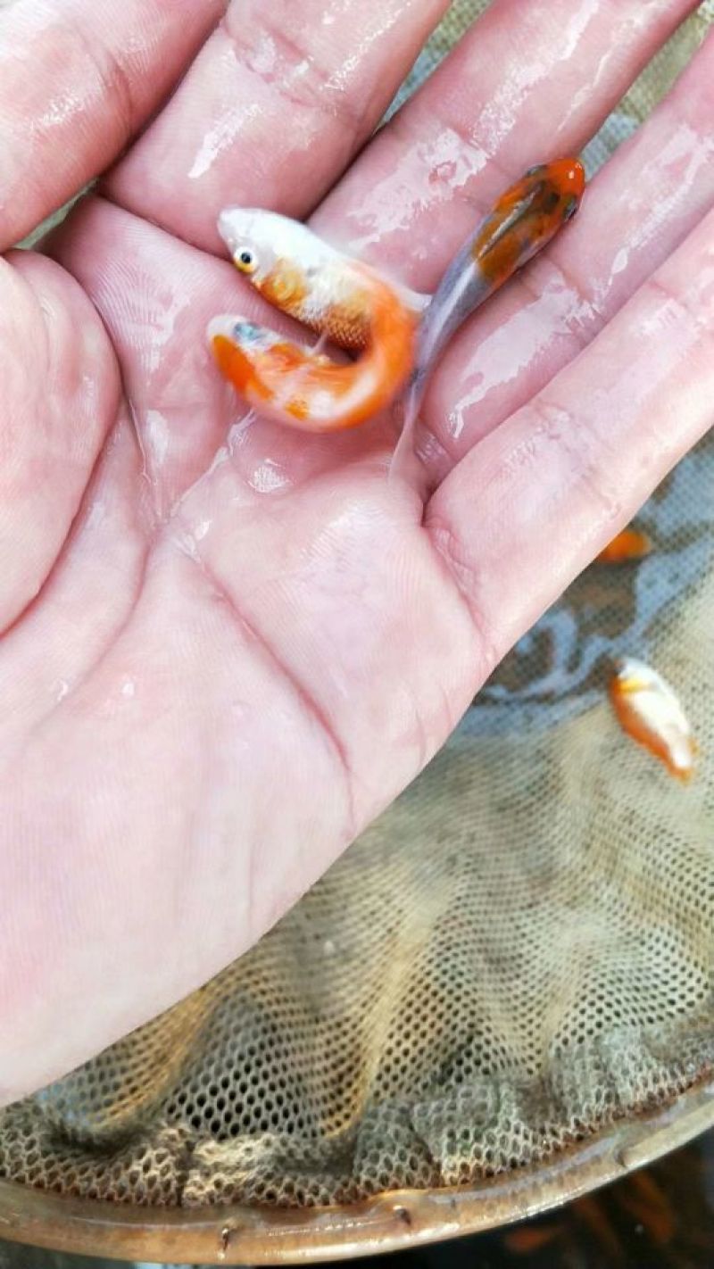 正宗日本锦鲤鱼苗，观赏鱼。