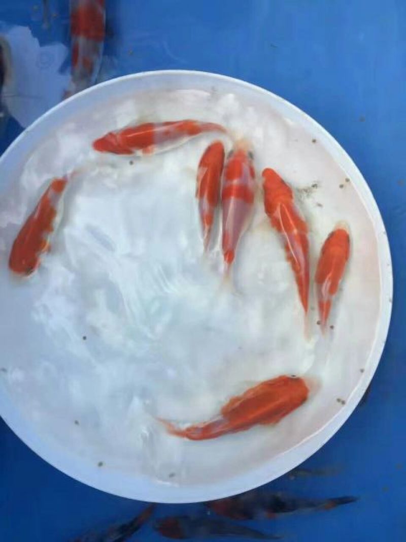 正宗日本锦鲤鱼苗，观赏鱼。