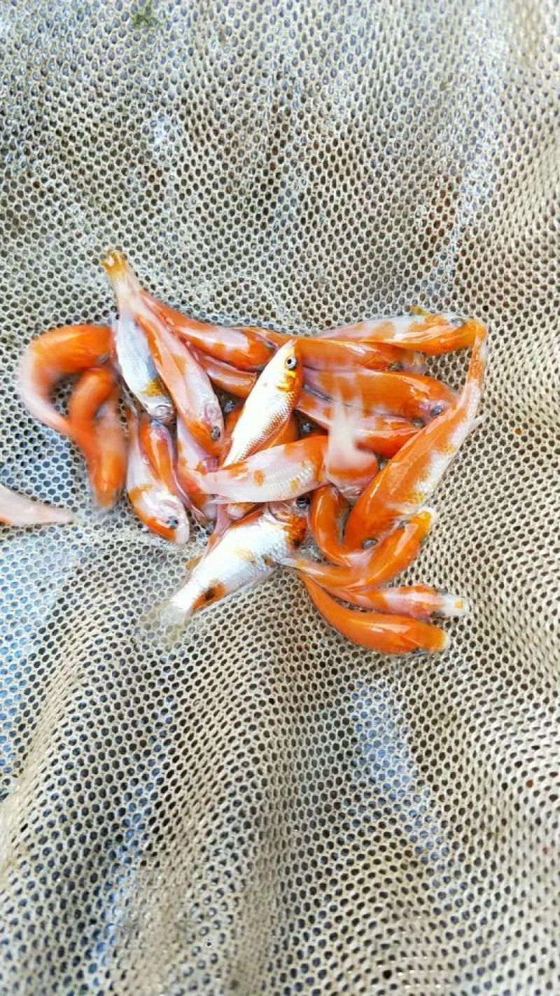 正宗日本锦鲤鱼苗，观赏鱼。
