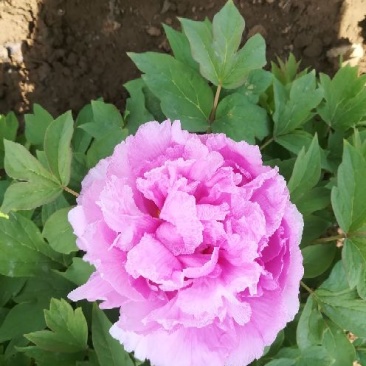 菏泽观赏牡丹批发基地，对接大型批发商，欢迎联系