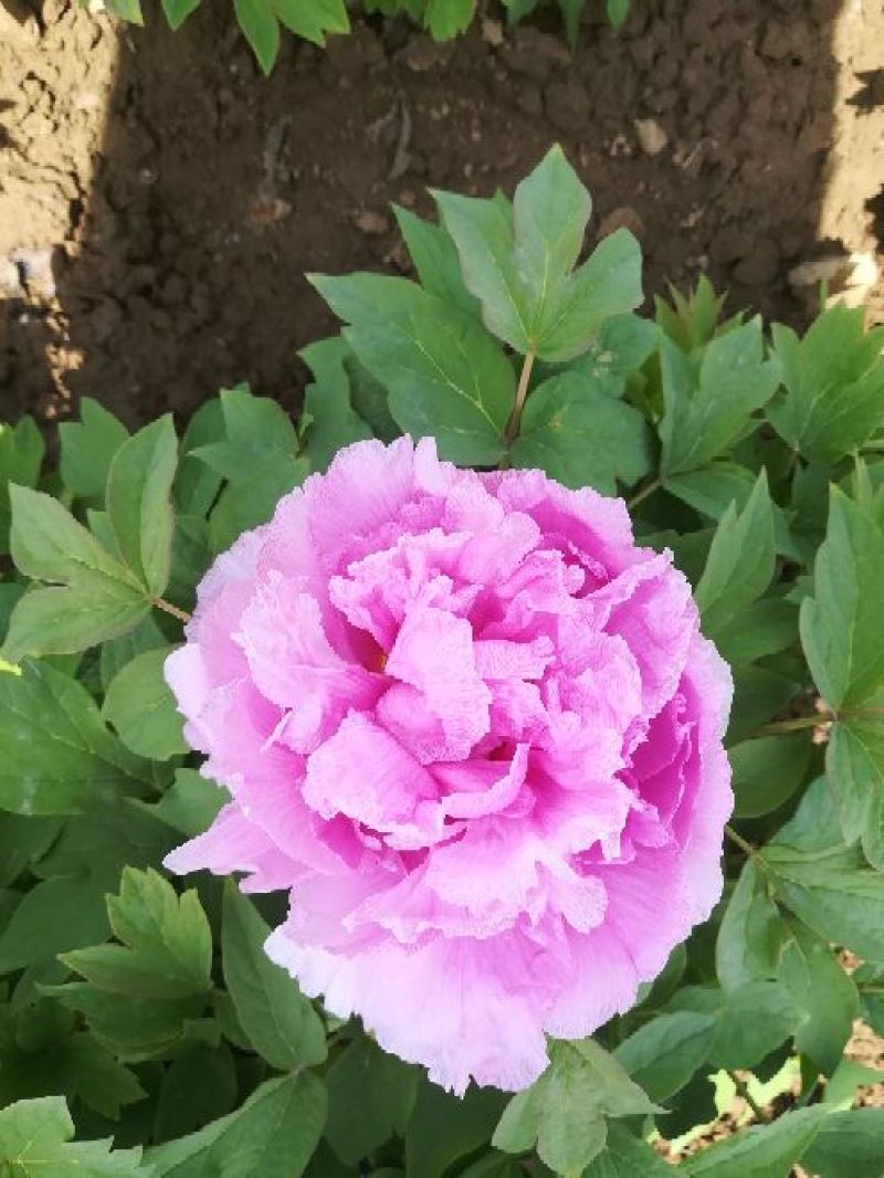 菏泽观赏牡丹批发基地，对接大型批发商，欢迎联系