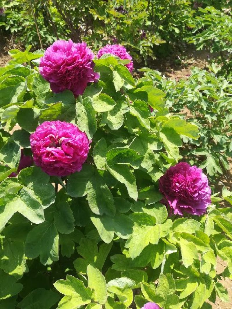 菏泽观赏牡丹批发基地，对接大型批发商，欢迎联系