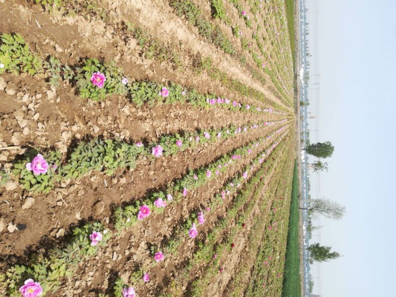 菏泽观赏牡丹批发基地，对接大型批发商，欢迎联系