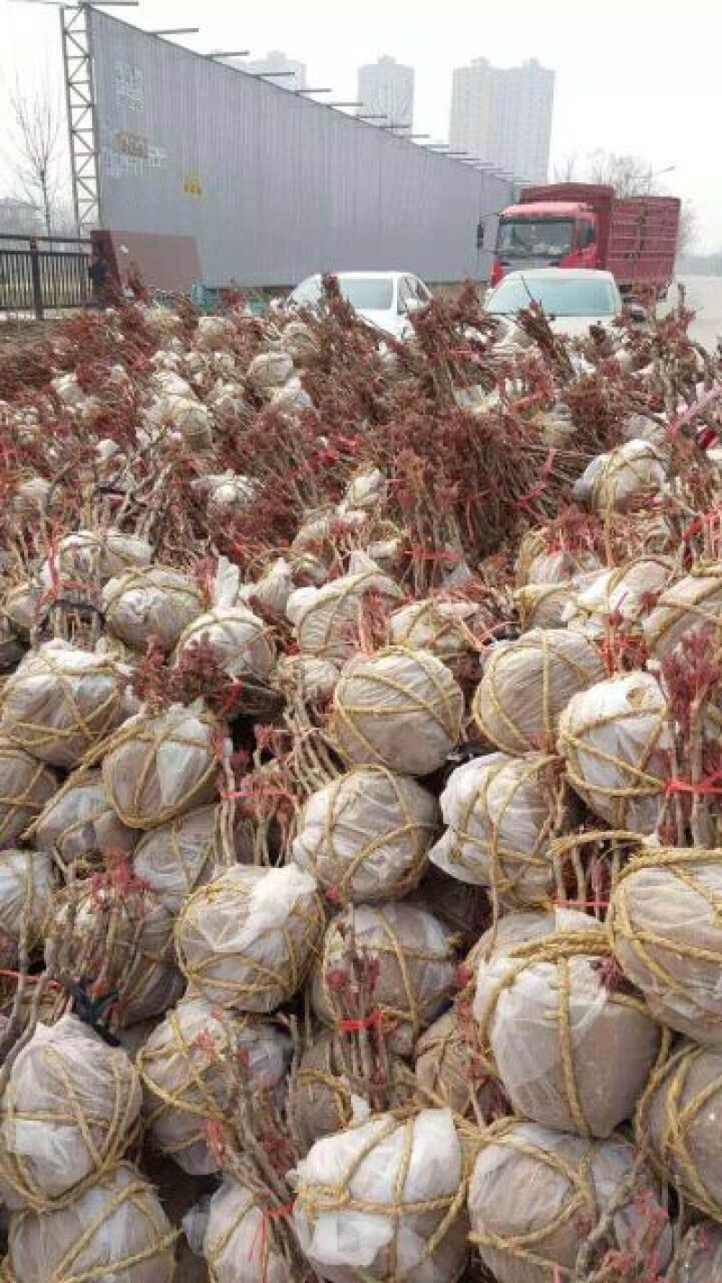 菏泽观赏牡丹批发基地，对接大型批发商，欢迎联系