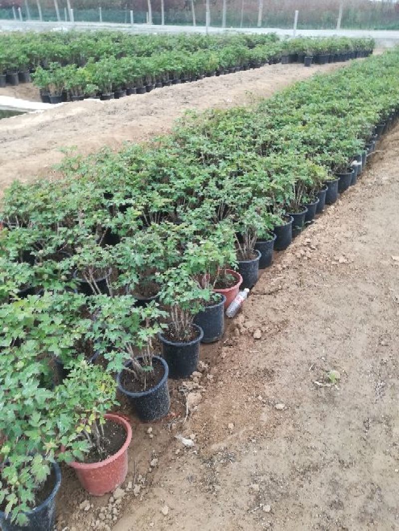 菏泽观赏牡丹批发基地，对接大型批发商，欢迎联系