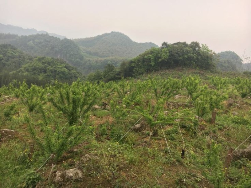 蜂糖李