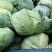 扁包菜1---------4公斤通货