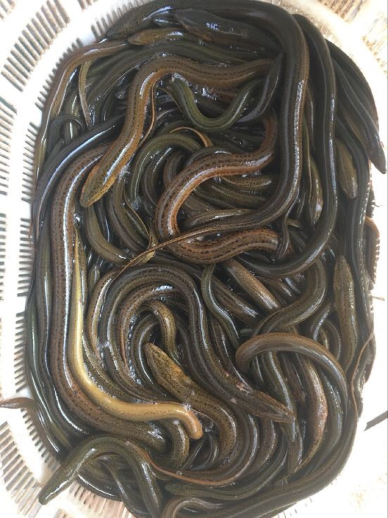 黄鳝活鱼