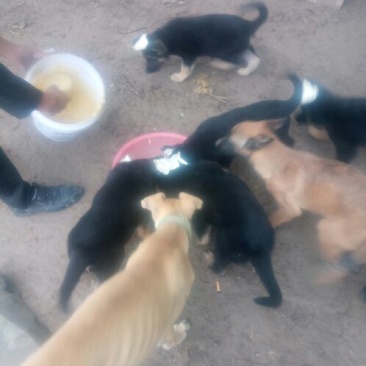 德牧幼犬