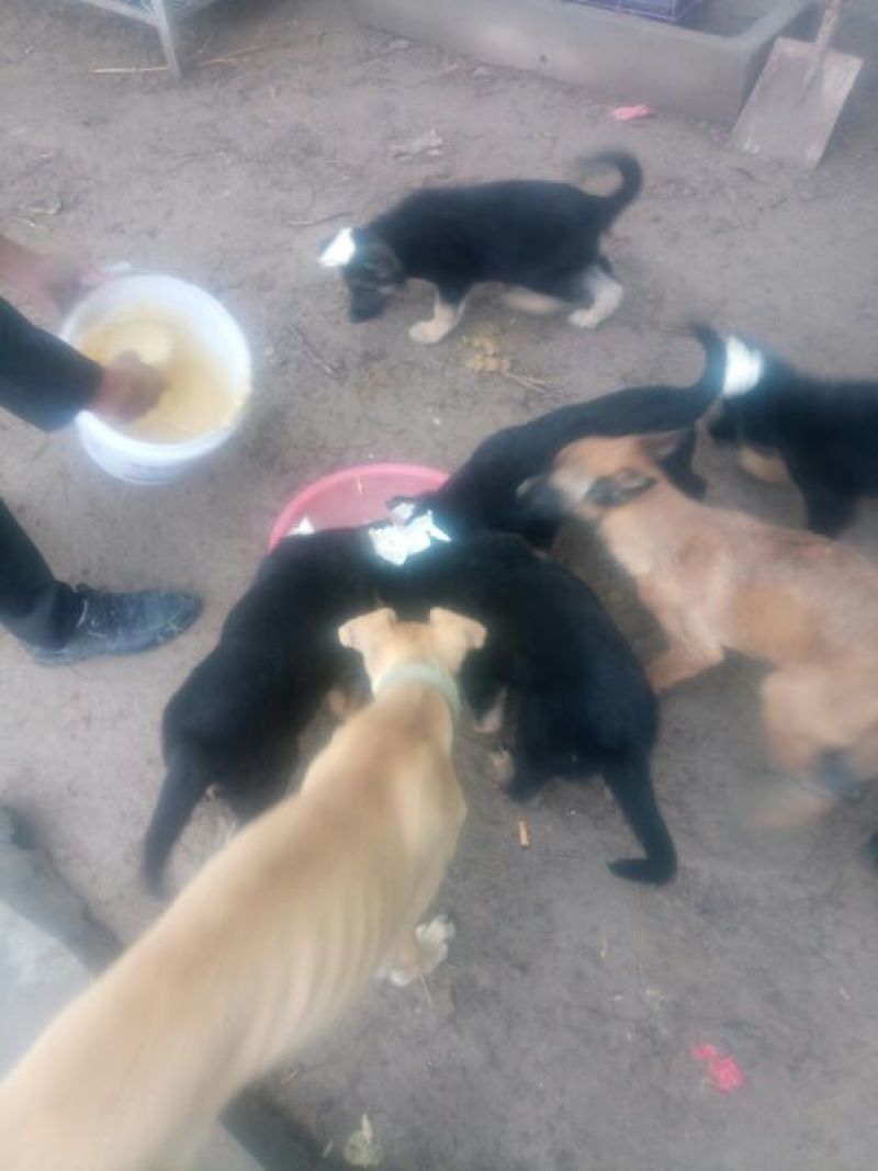 德牧幼犬