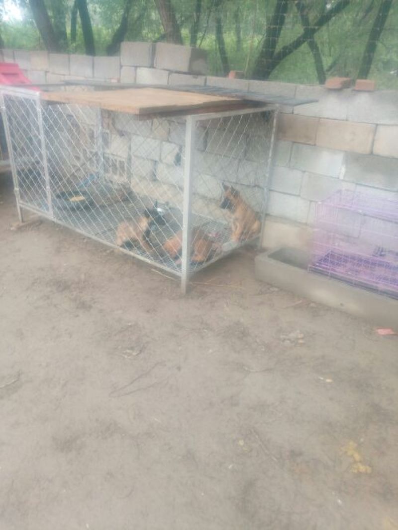 德牧幼犬