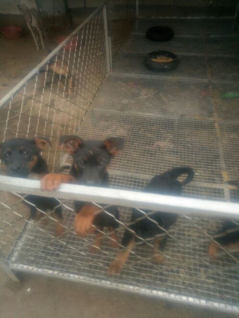 德牧幼犬