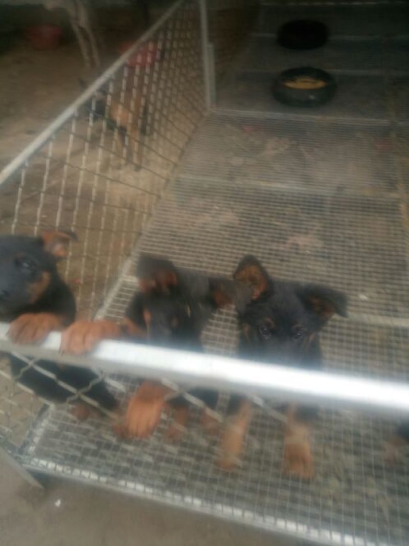 德牧幼犬