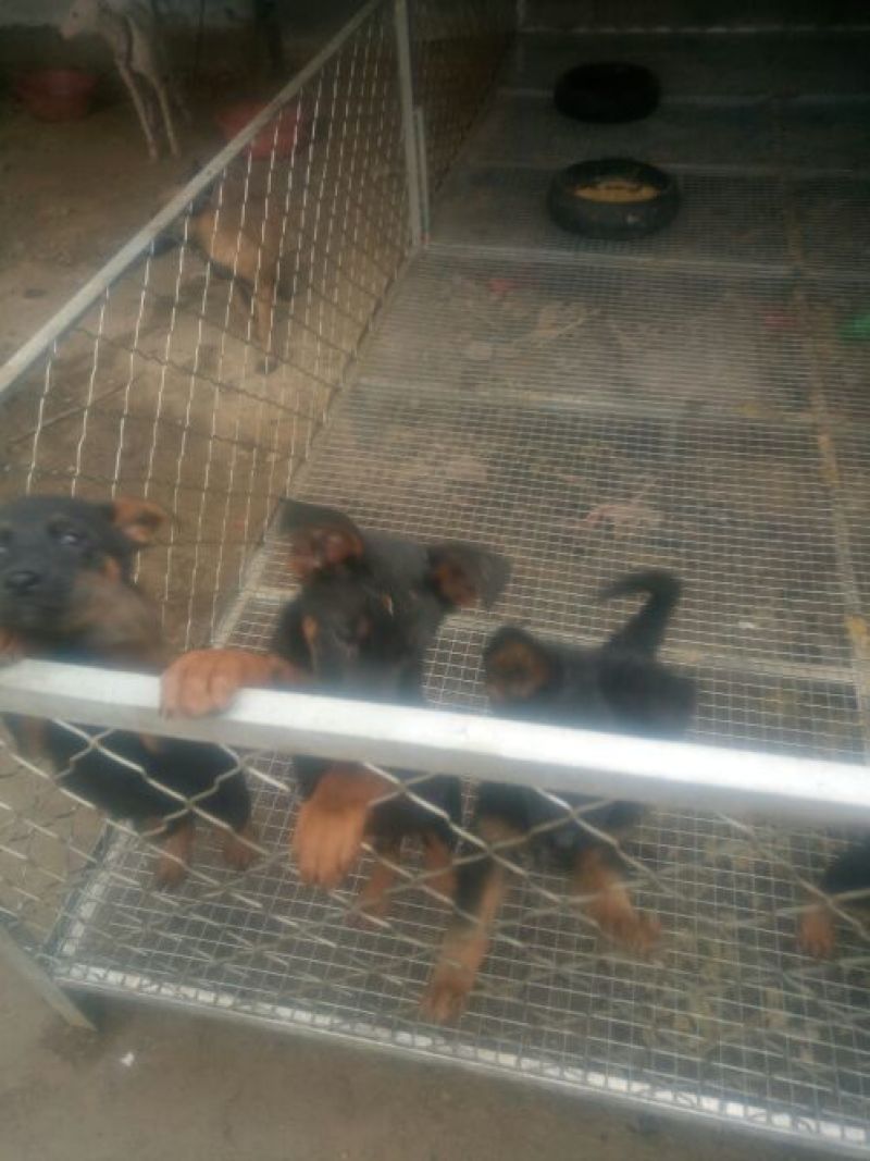 德牧幼犬