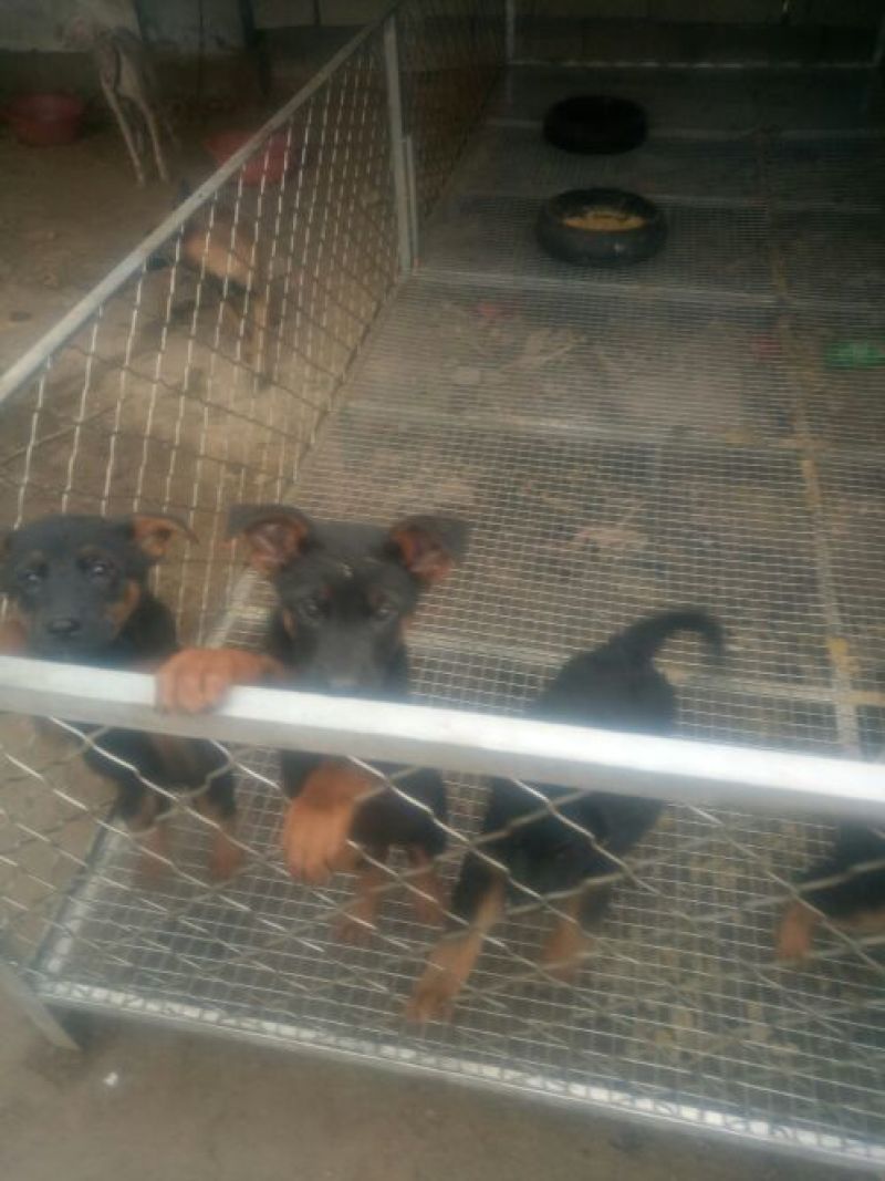 德牧幼犬
