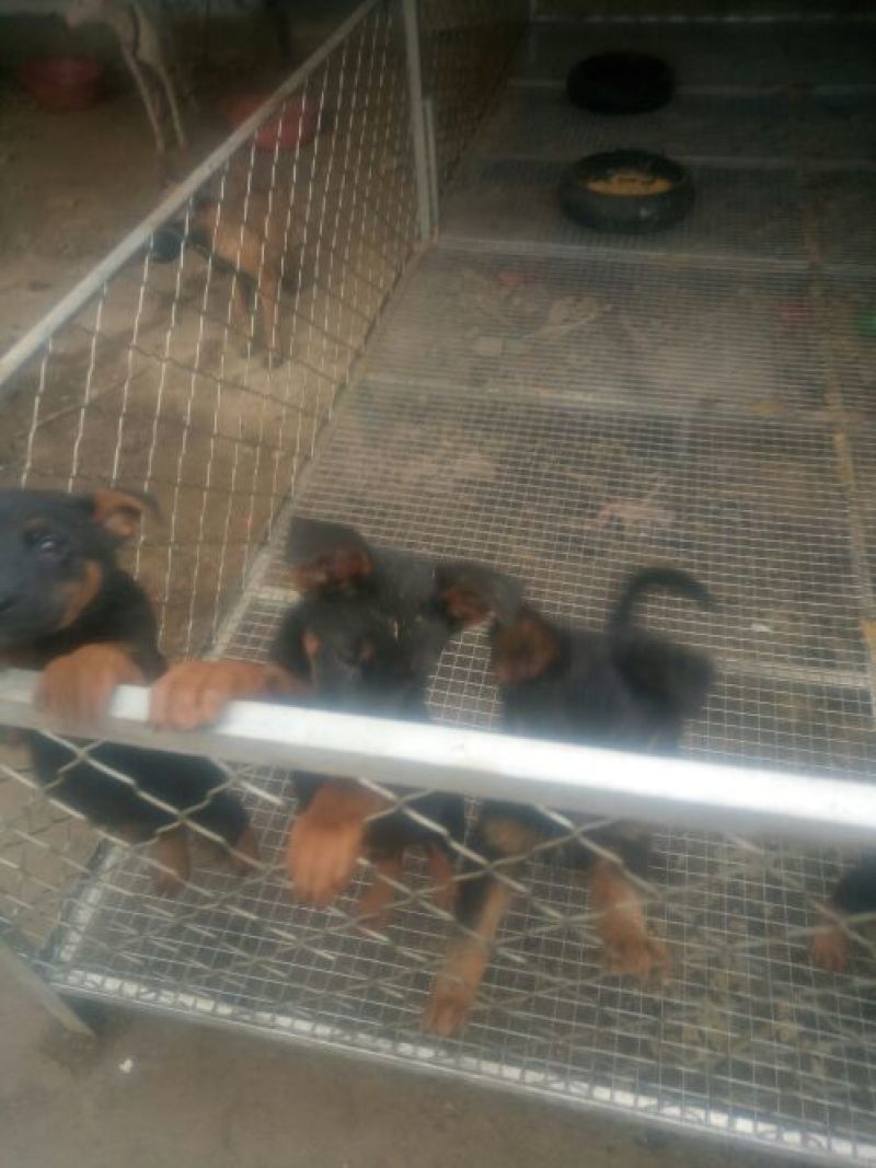 德牧幼犬