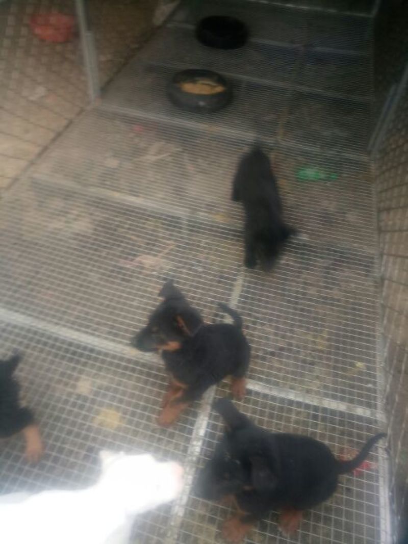 德牧幼犬