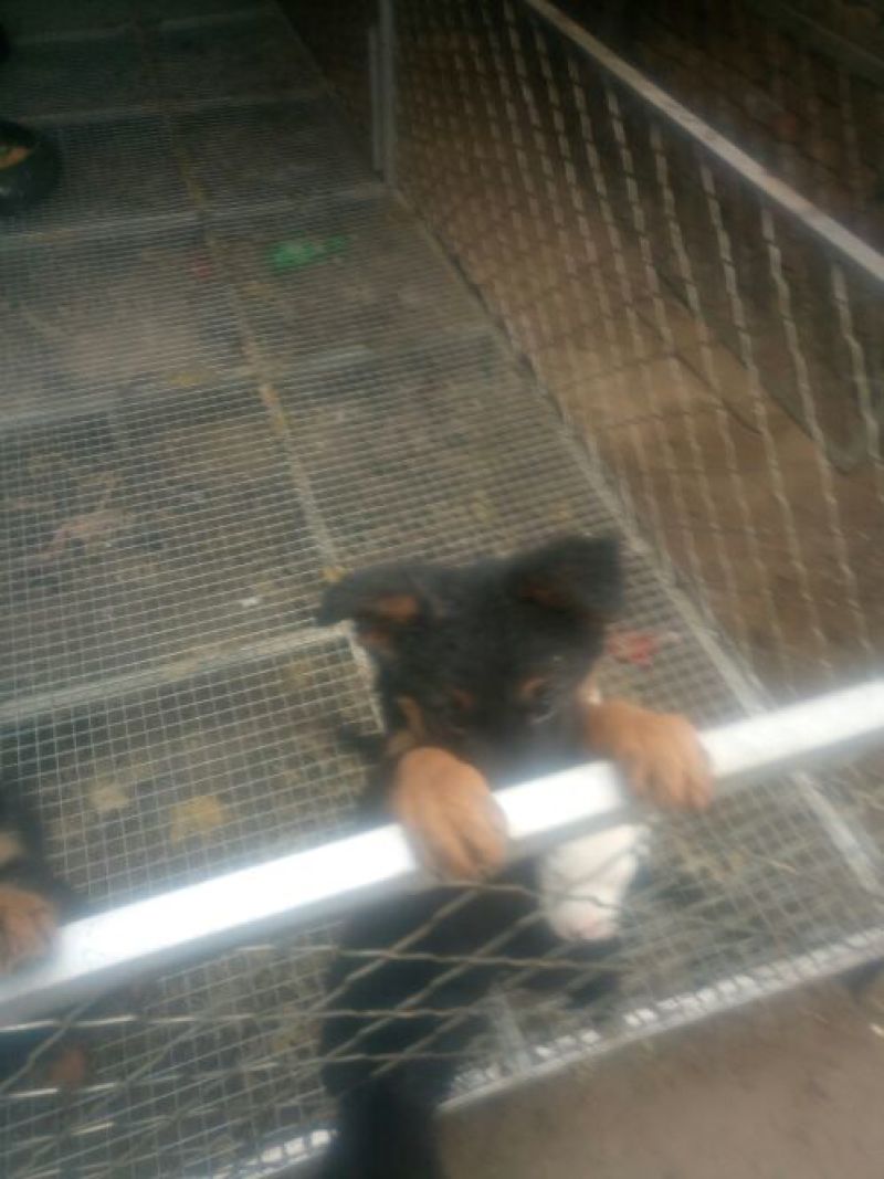 德牧幼犬
