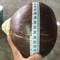 椰皇2.5~3斤