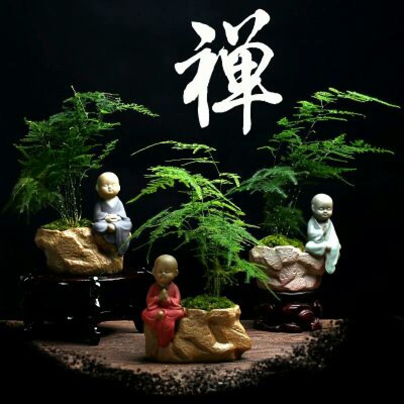 文竹