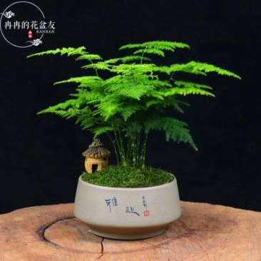 文竹