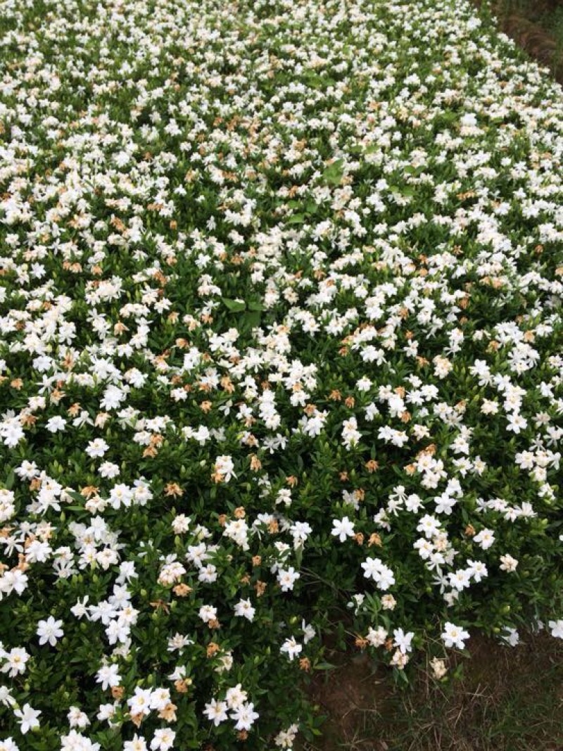 小叶栀花，2cm以下4cm以下0.5米以下