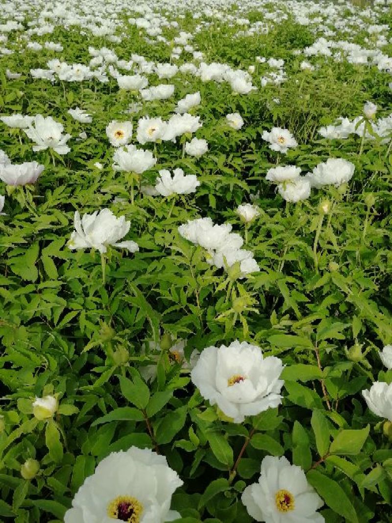 油牡丹苗，80cm以上，多股牡丹苗，牡丹苗，量大从优