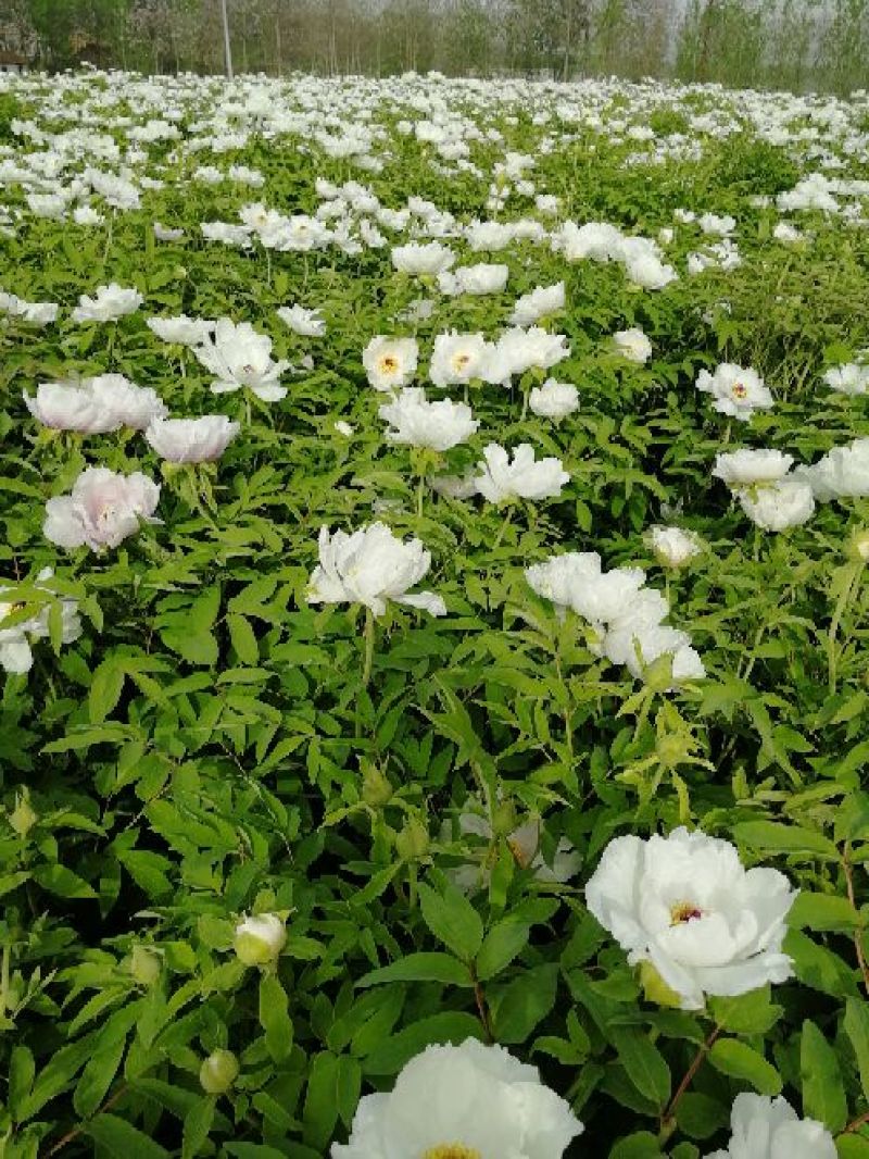 油牡丹苗，80cm以上，多股牡丹苗，牡丹苗，量大从优