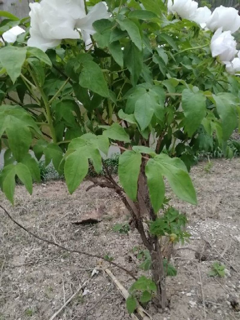 油牡丹苗，80cm以上，多股牡丹苗，牡丹苗，量大从优