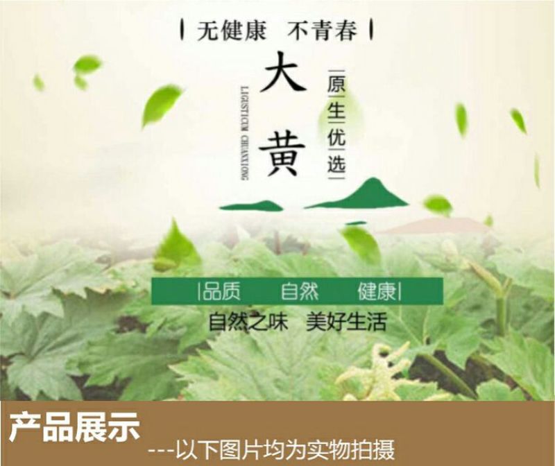 甘肃大黄批发精选新货自然晒干高含量大黄个
