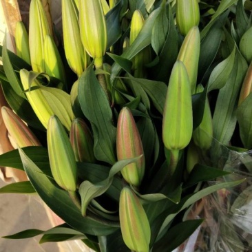 百合鲜切花