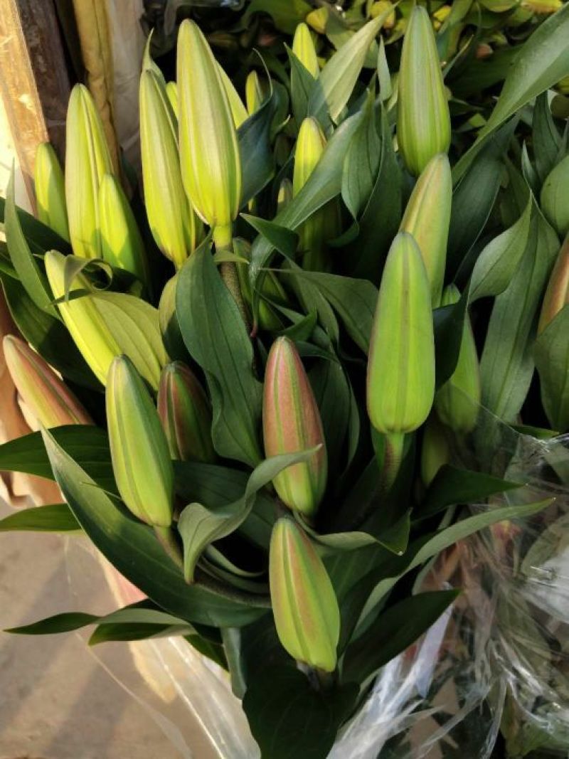 百合鲜切花