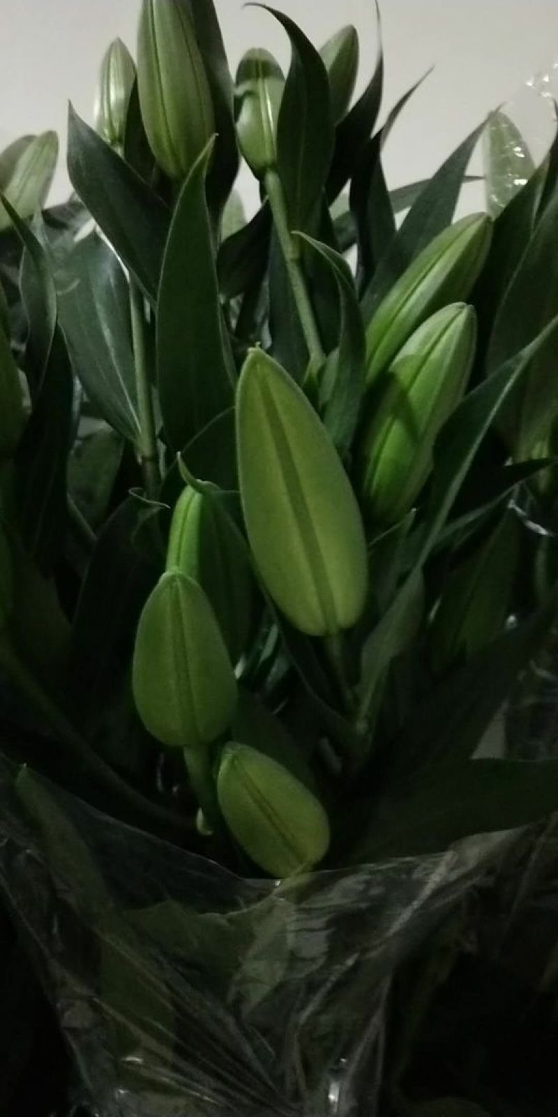 百合鲜切花