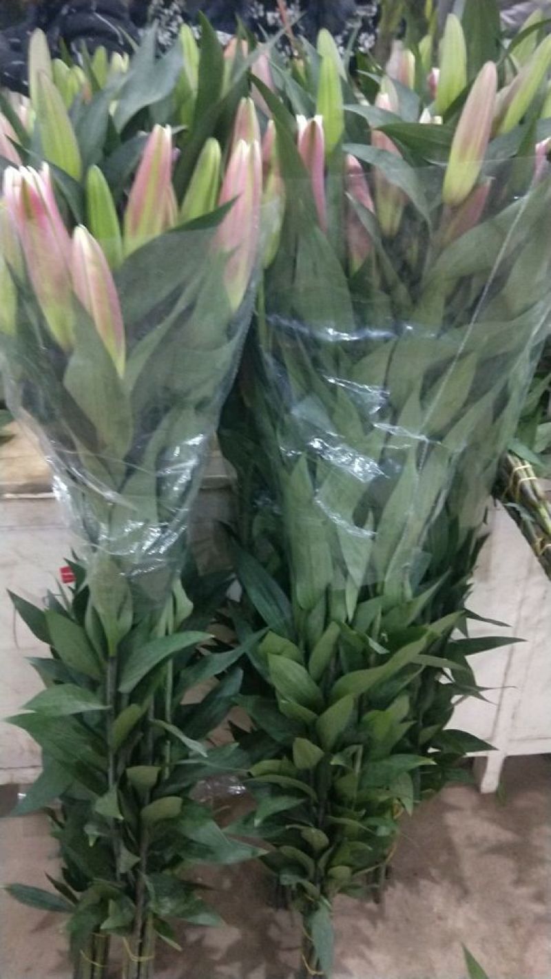 百合鲜切花